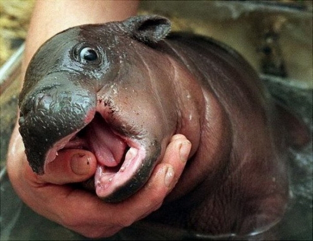 cute-baby-hippo